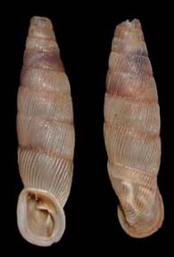 Tabella della Famiglia Clausilidae